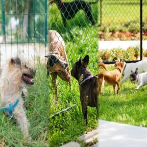 JB Animal Shelters: Heart of Stray Dog Rescue